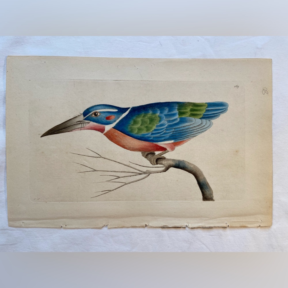 Antique F Nodder Kingfisher Bird Print Hand Colored Engraving 6” x 9”, 1795